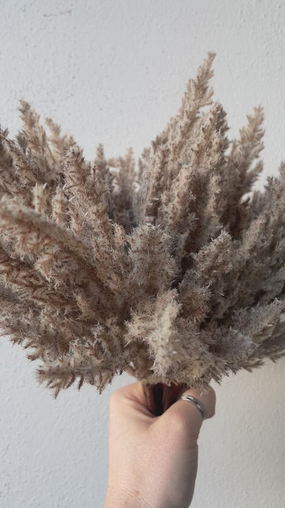 Mini Dried Pampass Grass Bundle, Light Brown